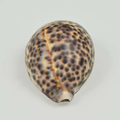 Stunning Rare Georgian Silver Mounted Cowrie Shell Snuff Box c.1800