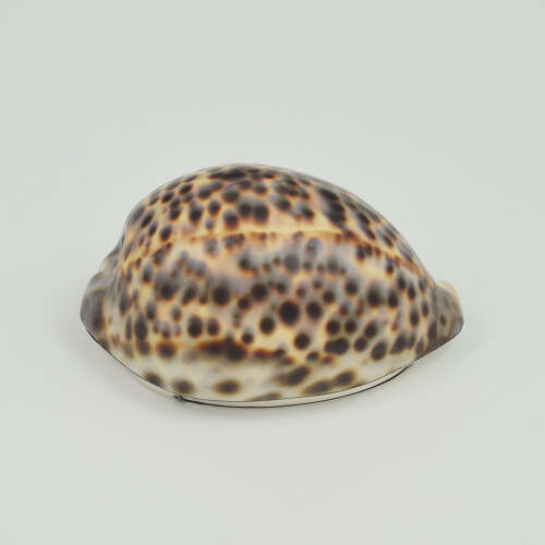 Stunning Rare Georgian Silver Mounted Cowrie Shell Snuff Box c.1800