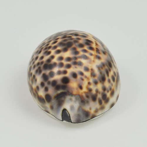 Stunning Rare Georgian Silver Mounted Cowrie Shell Snuff Box c.1800